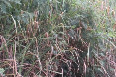 Prefeitura de Itabira publica edital para cobrar limpeza de lotes particulares não edificados 